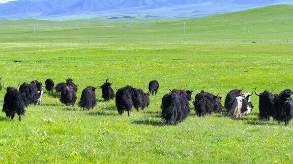 青藏高原祁连大草原上的牦牛