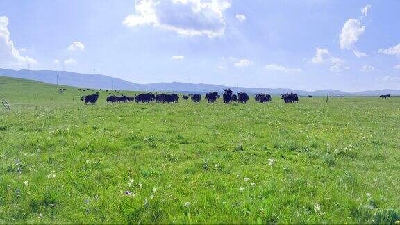高原上的山祁连大草原上的牦牛