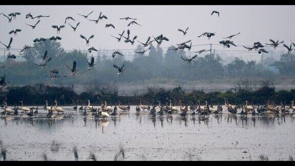 鄱阳湖候鸟自然保护区湿地公园