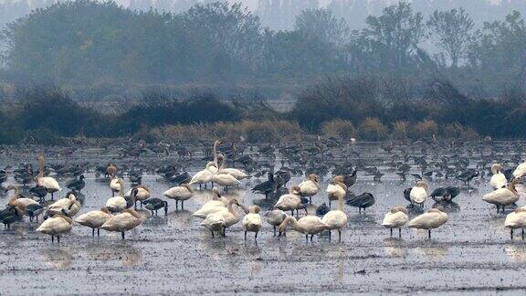 鄱阳湖候五星农场鸟自然保护区湿地公园