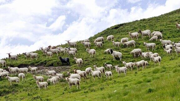 4k航拍大草原奔跑的羊群西北风光
