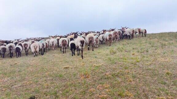祁连山草原饲养羊群实拍