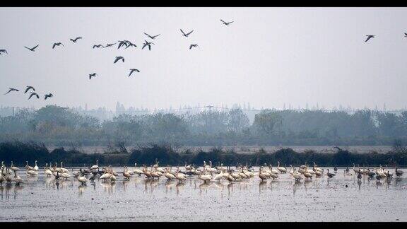 鄱阳湖湿地公园越冬候鸟