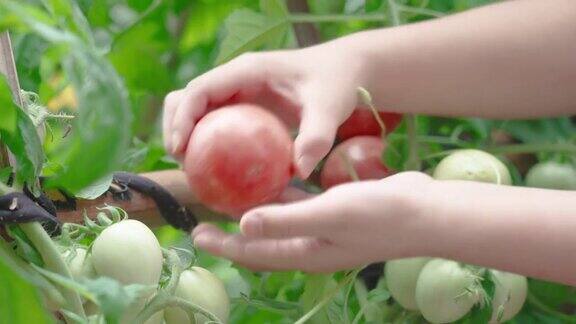 有机农民收获有机西红柿