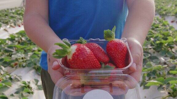 农贸市场的塑料盒草莓背景是草莓床