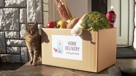 慢镜头猫在送餐盒旁