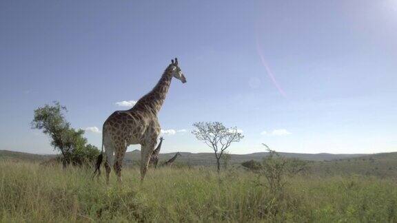 非洲大草原长颈鹿的追踪镜头