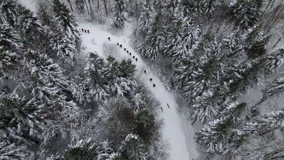 鸟瞰冬季人群在美丽的雪林中行走双肩包徒步旅行在雪天徒步旅行航拍登山者在雪谷中行走人们在雪林中行走