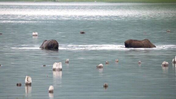 加拿大落基山脉的母驼鹿和小牛在水中进食广角镜头