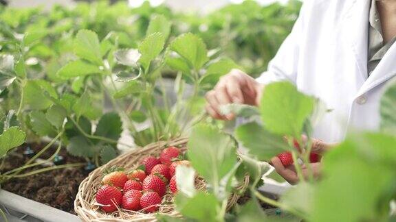 现代草莓农场旅游