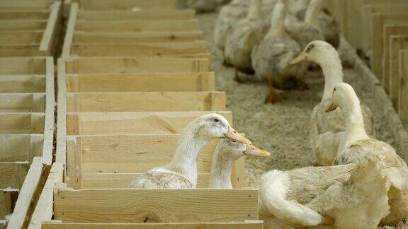 家禽农场出售的鸭子
