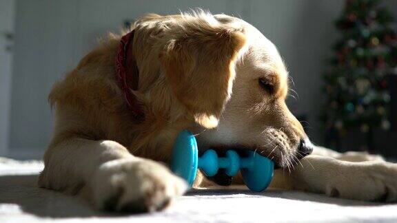 无聊的金毛猎犬在客厅玩她的玩具
