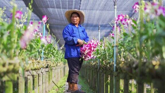 4千片亚洲农民收获和在兰花农场工作的场景