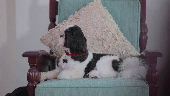 娇惯的宠物一只可爱的狗狗坐在古董椅子上