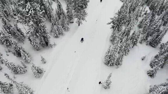单板滑雪无人机在白雪覆盖的森林上空拍摄鸟瞰