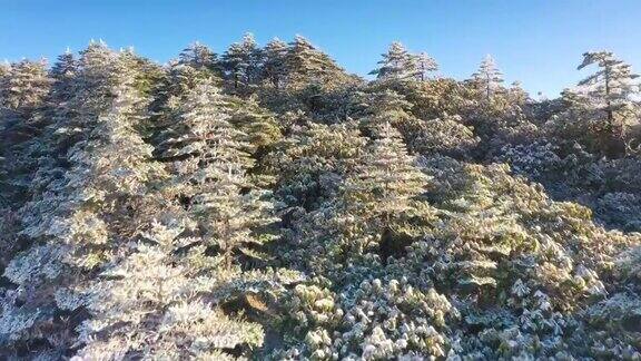 一场大雪把山上的森林染成了白色