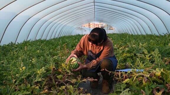一位现代女性农业工人在温室里采摘西瓜