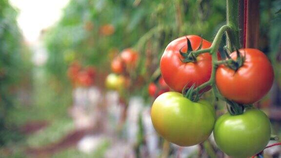 番茄大棚中的新鲜番茄