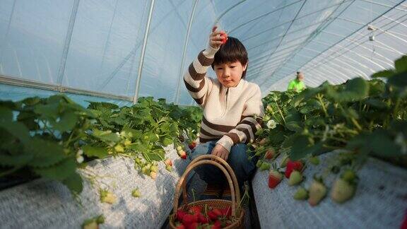 夏天小男孩在有机草莓农场摘草莓
