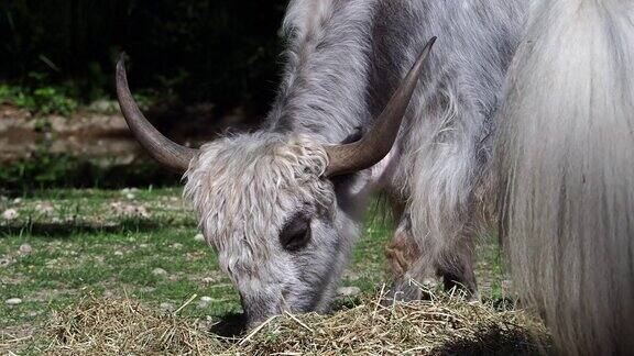 国内牦牛Bosmutusgrunniens一种在喜马拉雅地区发现的长毛家养牛科动物