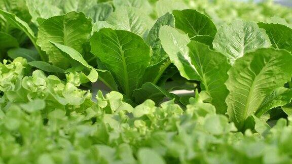 水培蔬菜在农业中的应用