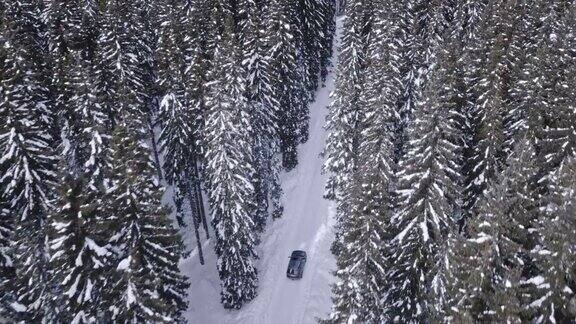 空中汽车在雪道上行驶穿过云杉林