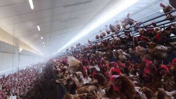 农业家禽养鸡场