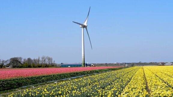 荷兰色彩斑斓的郁金香田和风力涡轮机