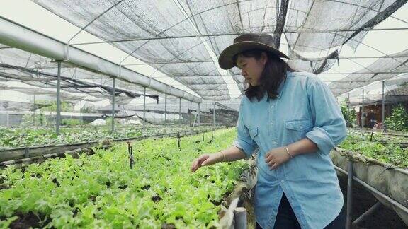 亚洲妇女农民走过有机农场检查质量控制农业或农用工业概念