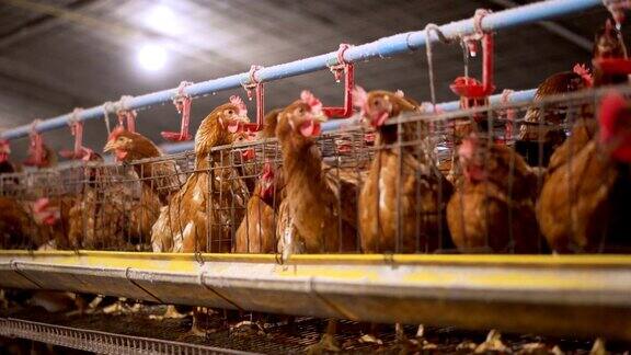 鸡蛋养鸡场鸡厂规范化养殖