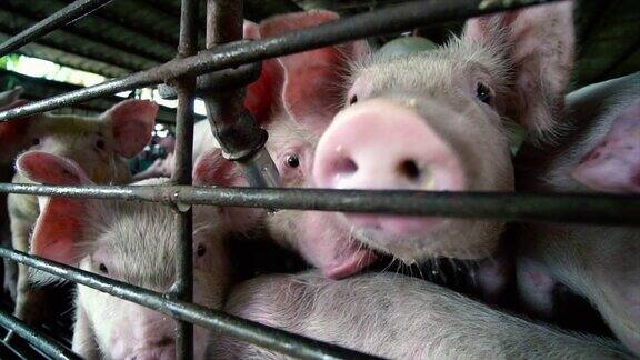 工厂养猪场家畜