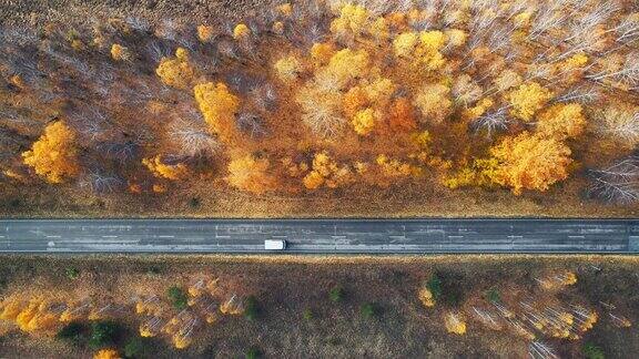 秋天风景黄树