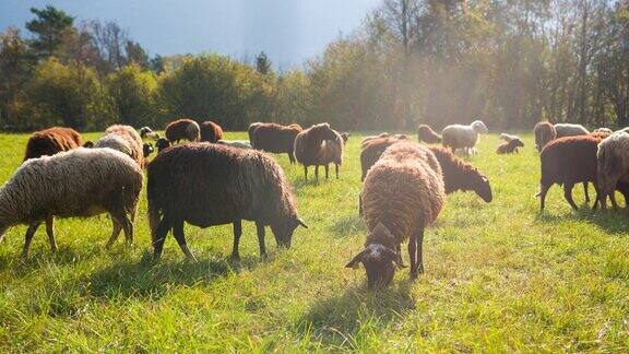 一群吃草的黑白相间的绵羊