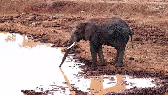 肯尼亚阿伯代尔山国家公园的野生动物和大象