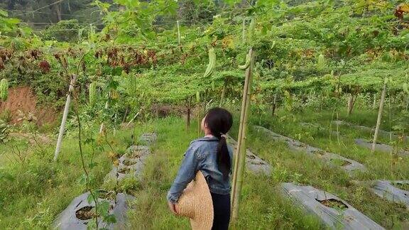 一个亚洲的中国女孩很开心好奇地观察着苦瓜农场