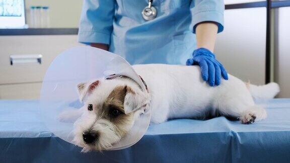 戴着兽医项圈的杰克罗素犬躺在诊所的手术台上卫生保健