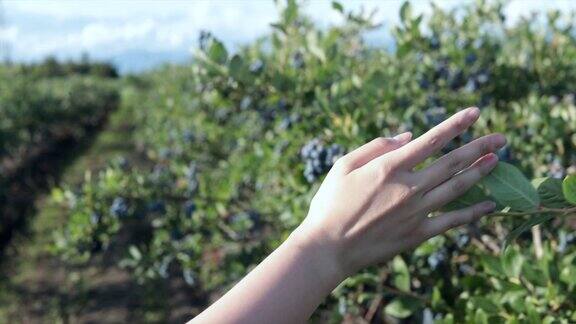 一个女人用手摸着走过蓝莓农场