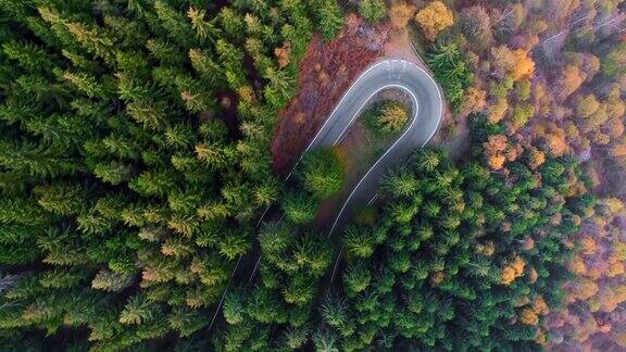 空中鸟瞰汽车行驶在农村秋天森林的发夹弯转弯道路上秋橙、绿、黄的松林雾街路径建立4k无人机垂直飞行