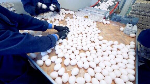 家禽加工厂的工人把新鲜鸡蛋放在板条箱里家禽农场