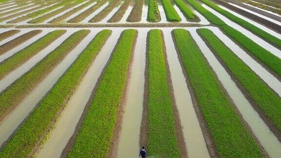 农民在沿河种植农业用途的花园中使用船机浇水菠菜蔬菜的鸟瞰图