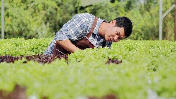 一个年轻人正在检查有机水培蔬菜农场的质量一个年轻人正在检查有机水培蔬菜农场的质量园艺