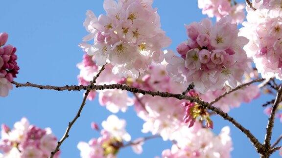 粉红色的春天樱花蓝色的天空背景
