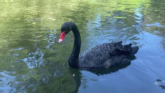 美丽的黑天鹅在阳光下的湖面上游弋