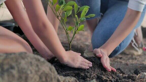 一位女性和一个孩子在用手夯实土壤植树栽培树苗世界地球日保护环境育苗造林植树节