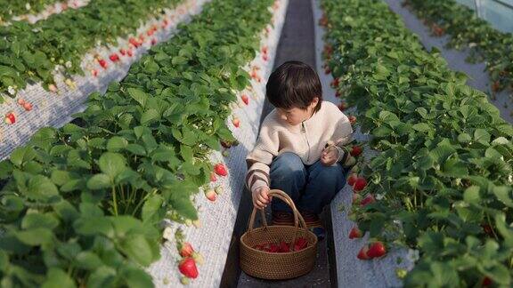 快乐的学前班小男孩在草莓农场摘草莓