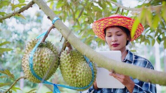 亚洲成年长发女高科技农民在榴莲农场用写字板或书写报告检查榴莲