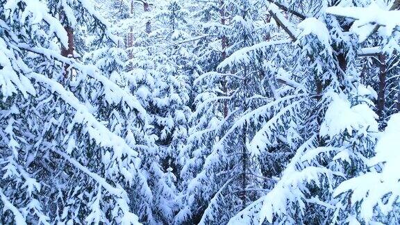 冬季森林树和树枝在雪地里