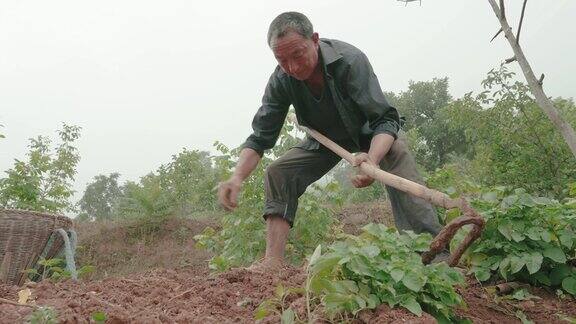 慢镜头农夫正在收割土豆