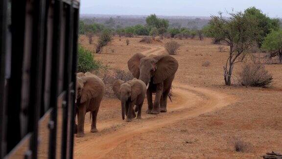 从狩猎汽车拍摄照片和视频大象他们走在路上