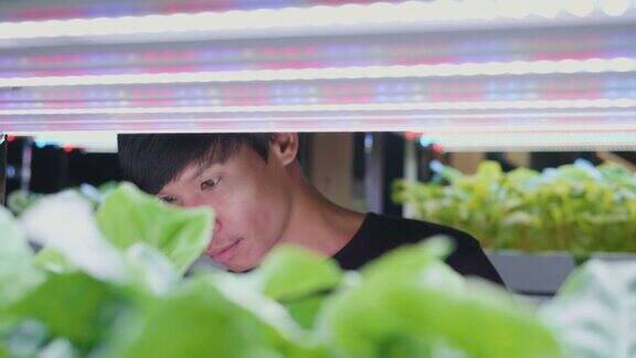 年轻的亚洲男子检查他的有机水培蔬菜种植农场绿色水培有机沙拉蔬菜室内农场